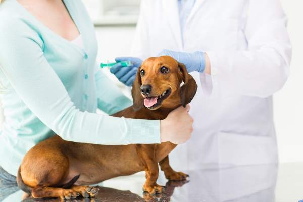 cane vaccini
