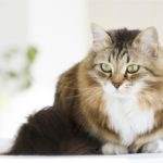 gatto siberiano