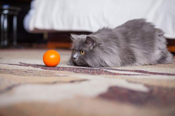 gatto siberiano grigio