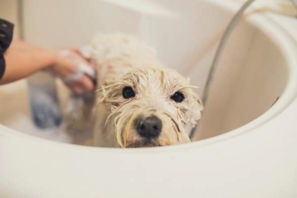 come fare il bagno al cane