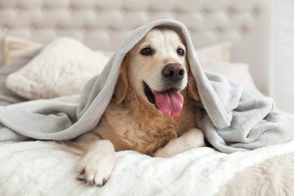 toeletta cani