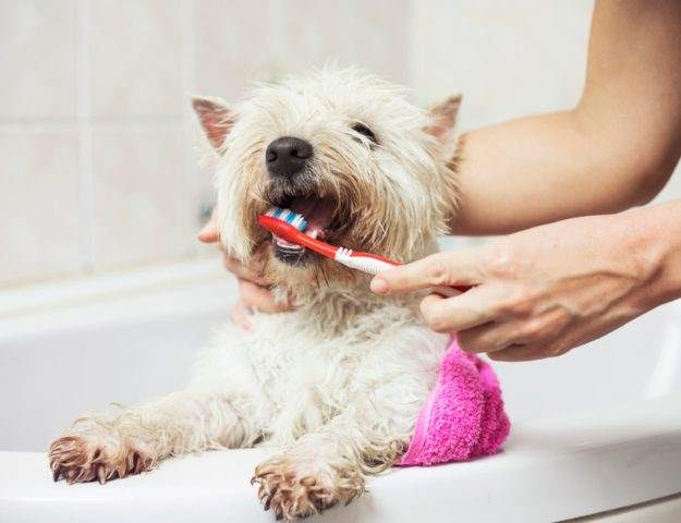 come lavare i denti al cane