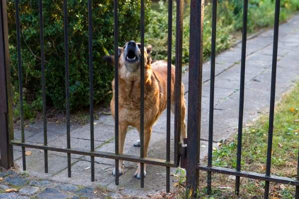 cane che abbaia dietro un cancello
