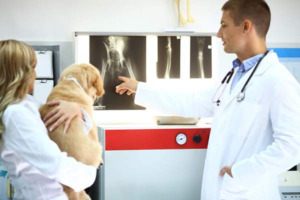 Diagnosi displasia anca cane