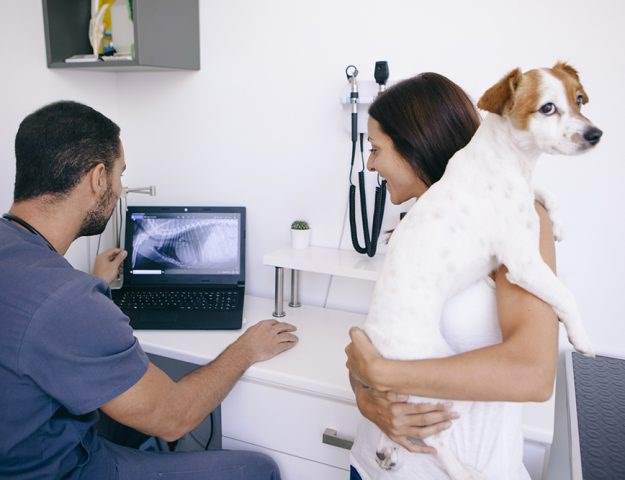 Displasia anca cane