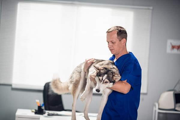Fisioterapia cane