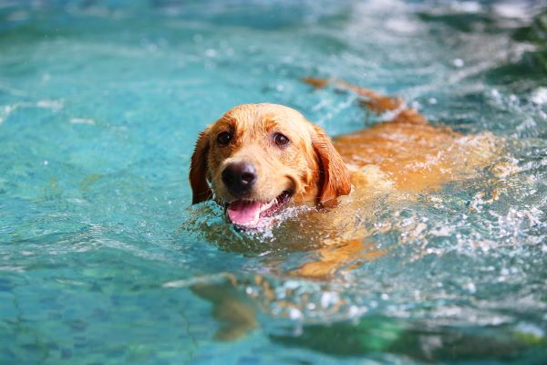 Golden Retriever odia farsi pulire le orecchie: guarda cosa fa per evitarlo