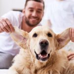 come pulire le orecchie del cane