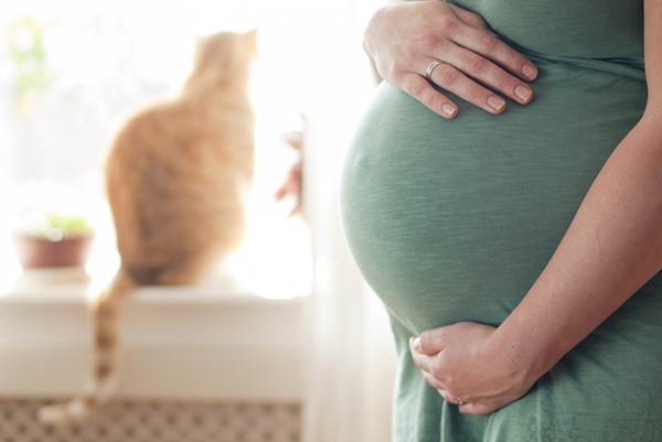 gatto e donna incinta