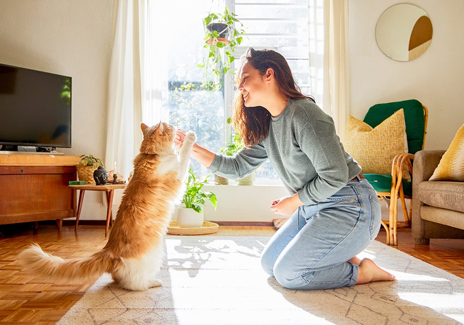 La storia d’amore tra il genere umano e il gatto risale a millenni fa, influenzando culture e tradizioni. Dagli antichi Egizi, che li veneravano come divinità, ai giorni nostri, i gatti domestici occupano un posto speciale nelle nostre case e nei nostri cuori.