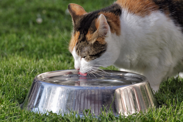 L'acqua è essenziale. Assicuratevi che il vostro gatto abbia sempre acqua fresca e pulita.