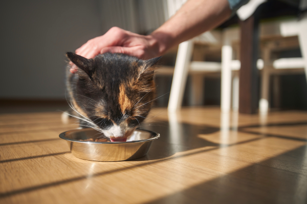 La scelta tra cibo secco, come crocchette, cibo umido o una combinazione dipende dalle esigenze del gatto, dalle sue preferenze e dal vostro budget.