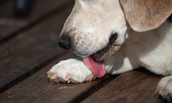 Cane si lecca la zampa a causa di possibili sintomi di istiocitoma