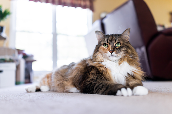 Un ambiente sereno per il gatto domestico previene il benessere e la perdita di pelo