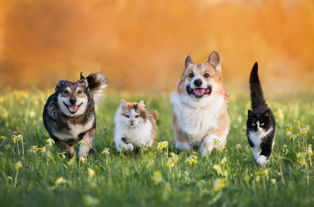 Animali domestici in primavera, stagione di muta del pelo causa anche di dermatite