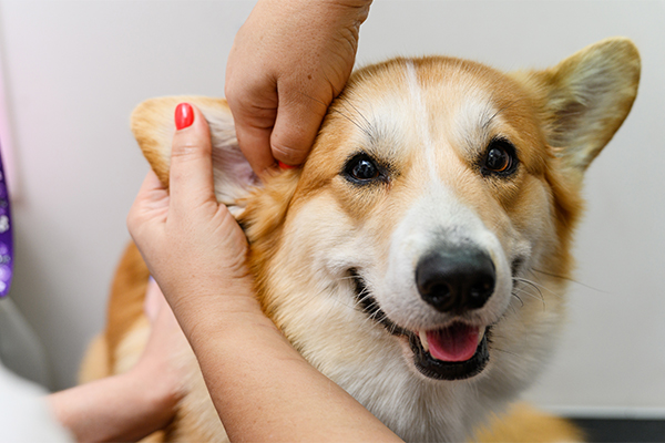 Padrona che cura l’otite del suo cane con amoxicillina e pulizia delle orecchie con soluzioni veterinarie