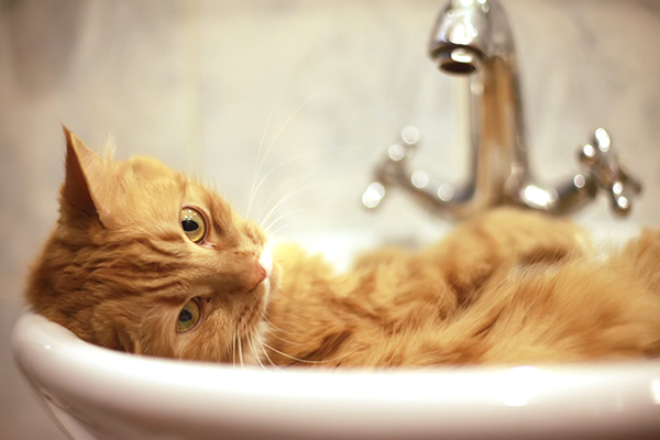 Prevenzione delle punture di pulci nel gatto adottando una pulizia accurata e regolare dell’ambiente domestico