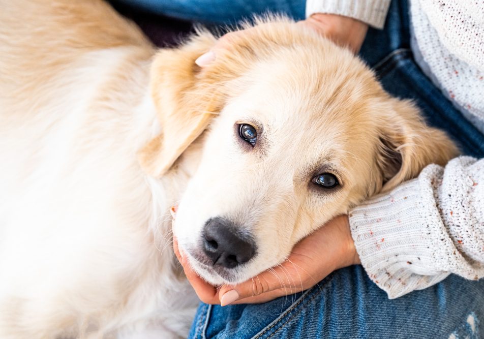 cane-che-trema-avvelenamento Cane in braccio al suo padrone che trema per avvelenamento