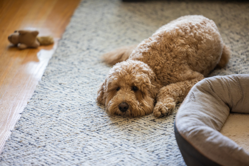 cane feci liquide e sangue Saldo Contabile e Saldo Disponibile Postepay – Differenze main image 1