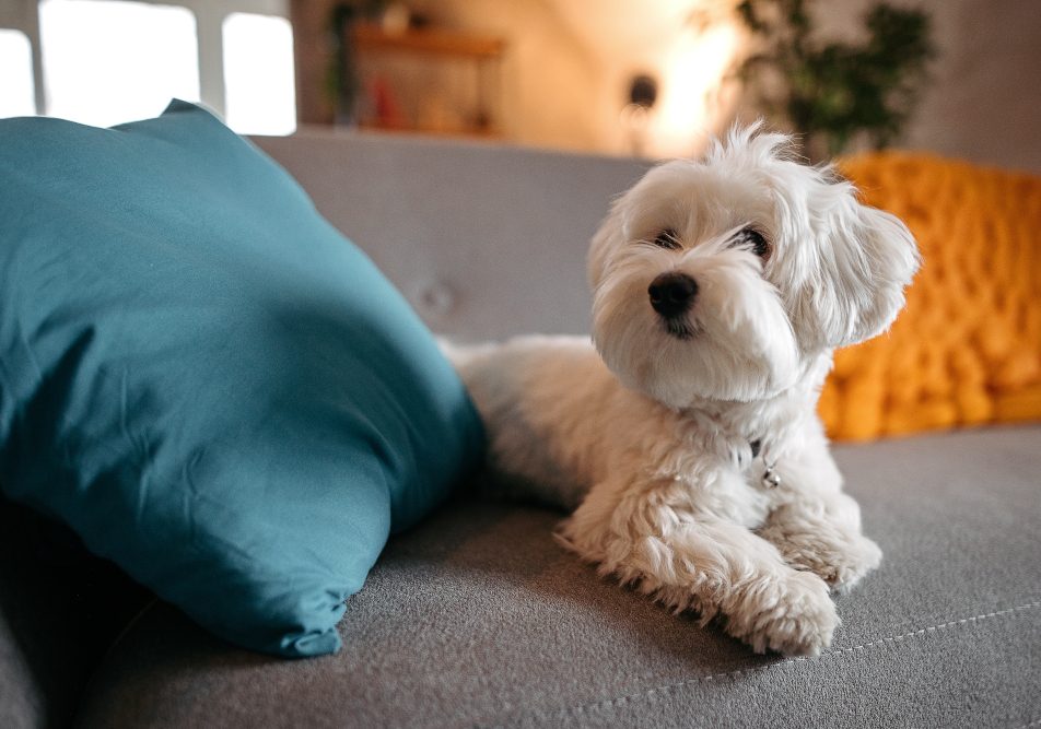 cani-piccoli-per-appartamento Un maltese sul divano, un esempio di cani piccoli da appartamento