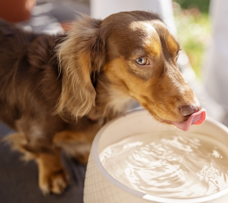 Bassotto si idrata, uno dei rimedi casalinghi per la diarrea