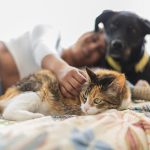 Donna in età fertile, sdraiata a letto con i suoi due animali domestici, un cane nero e una gatta tricolore, a rischio di contrarre il parvovirus in caso di sospetta gravidanza
