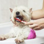 Donna fa toelettatura cani, lavando i denti al suo cane