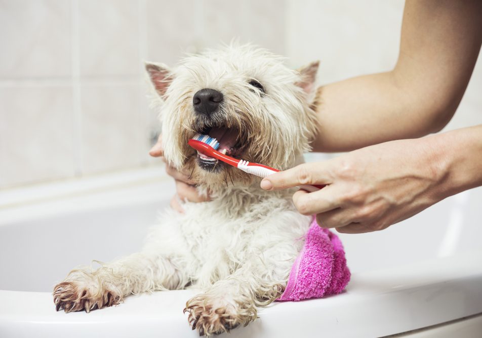 toelettatura-cani Donna fa toelettatura cani, lavando i denti al suo cane
