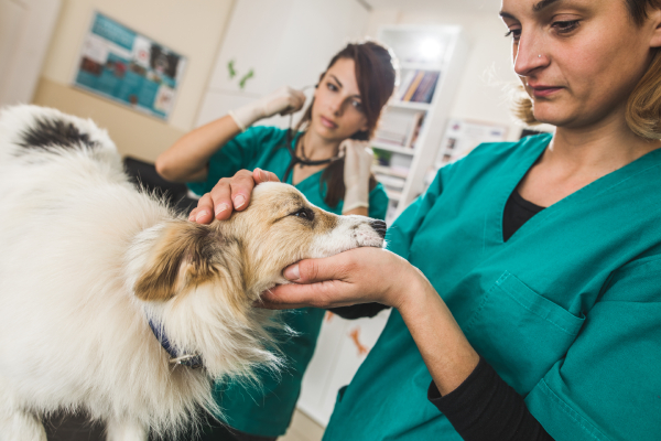Veterinario visita un cane a causa del tremore a riposo