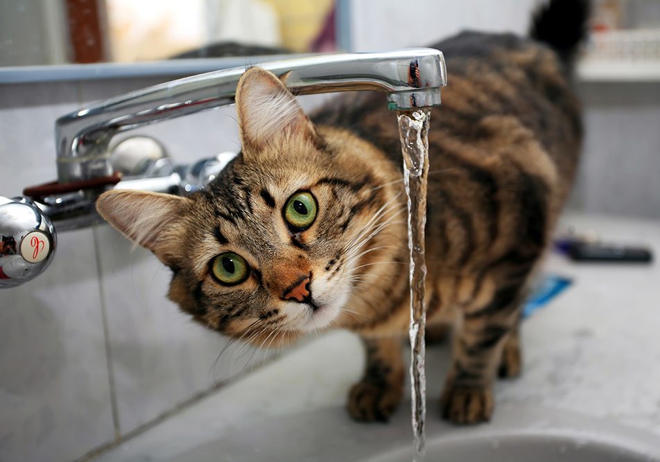 Gatto con sintomi dell’insufficienza renale che avverte aumento della sete mentre beve dal lavandino