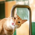 Gatto che beve molto e si disseta dal rubinetto