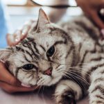 Gatto con sintomi del raffreddore viene visitato dal veterinario