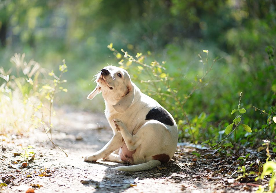 beagle-bianco-grattandosi-pelo-sviluppando-possibile-dermatite-cane Un simpatico beagle bianco che si gratta il pelo in giardino in quanto potrebbe avere sviluppato una forma di dermatite canina