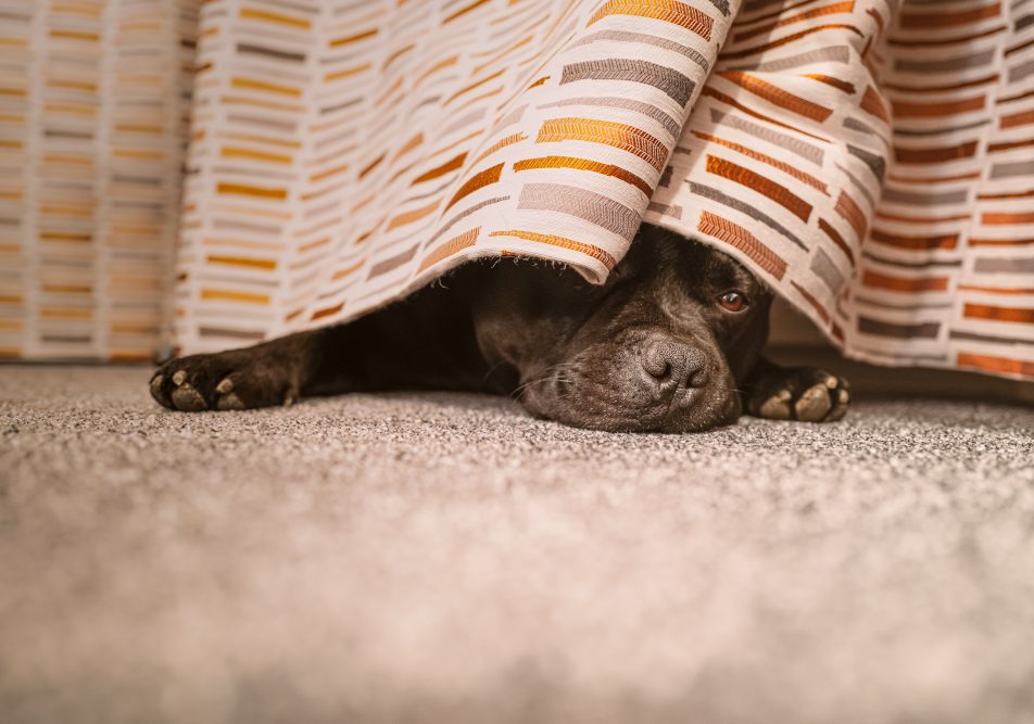 cane-con-crisi-epilettiche Cane con crisi epilettiche si nasconde sotto il letto
