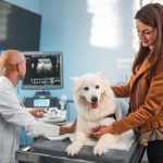 Donna che porta il suo amico a quattro zampe dal pelo lungo e bianco alla clinica veterinaria per sottoporlo a un’ecografia per la diagnosi di alcuni sintomi