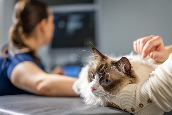 Gatto dal pelo lungo e con gli occhi azzurri che viene calmato dalla sua padrona durante un’ecografia veterinaria in clinica