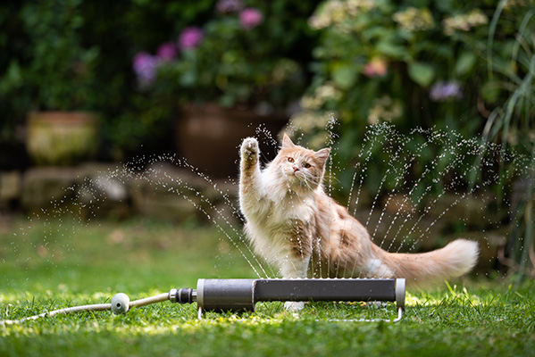 Cucciolo di gatto inappetente che gioca in giardino con una fontanella d’acqua prima dei pasti per stimolare il suo appetito