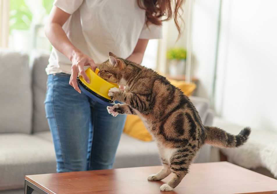 Padrona nel salotto di casa che cerca di nutrire amabilmente il suo gatto che spesso non mangia