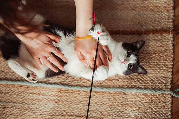 Padrona che gioca insieme al suo allegro gatto con la pancia gonfia sdraiato sul tappeto