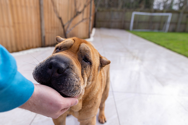 Padrone in giardino che accarezza il suo shar-pei, cane a rischio di brufoletti a causa delle pieghe cutanee tipiche della razza