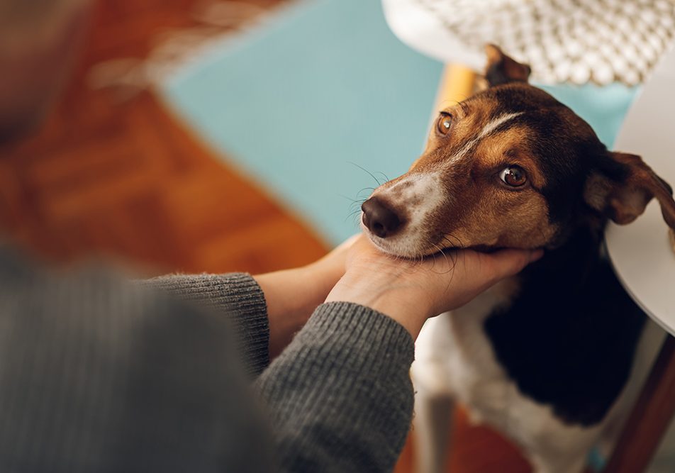 Padrone che si prende cura del benessere del suo fedele amico cane in via di guarigione dall'ascite