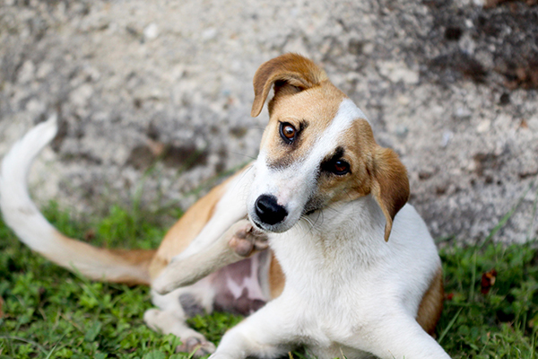 Cucciolo randagio all’aperto che gratta il suo pelo in quanto ha sviluppato i sintomi della leishmaniosi canina
