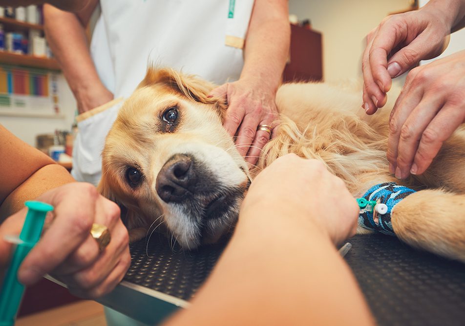 Veterinari in clinica che analizzano un cane golden retriever con tumore, eseguendo degli esami del sangue