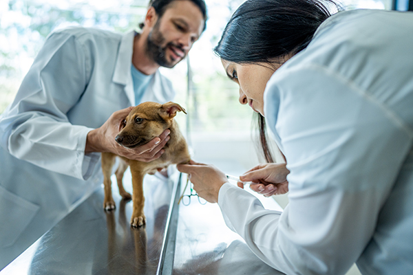Coppia di veterinari in ambulatorio che esamina sottopone un cucciolo di cane ad un esame del sangue per un'eventuale diagnosi di leishmaniosi animale
