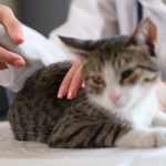 Veterinaria che esegue un’ecografia su un piccolo gatto bianco e grigio dagli occhi verdi per esaminare il suo stato di salute