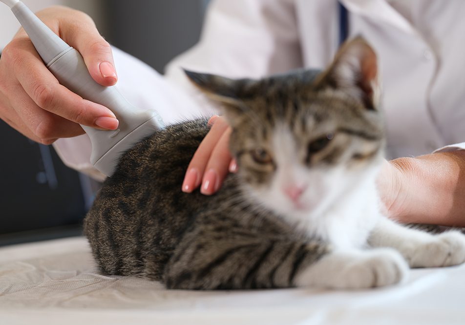 veterinaria-eseguendo-ecografia-gatto Veterinaria che esegue un’ecografia su un piccolo gatto bianco e grigio dagli occhi verdi per esaminare il suo stato di salute