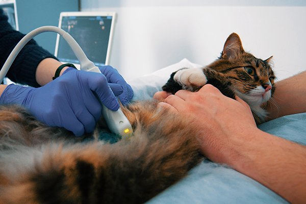 Medico veterinario che esegue un’ecografia addominale su un gatto tricolore, mentre viene calmato dalla padrona