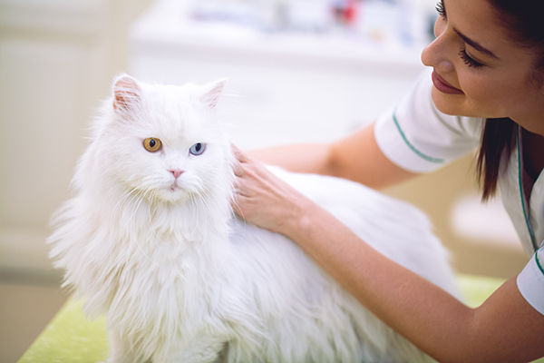 Veterinaria che svolge l’’ecografia addominale del gatto in seguito a preparazione