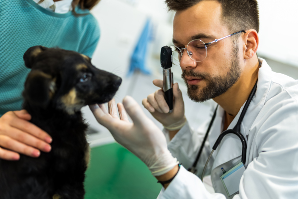 Veterinario controlla gli occhi rossi di un cane, tra i sintomi della congiuntivite