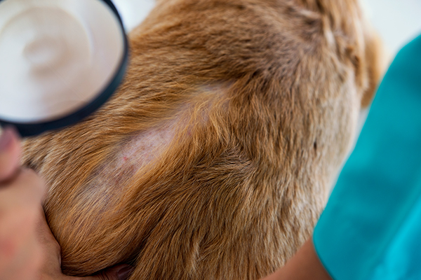 Veterinario munito di lente di ingrandimento che esamina la pelle del cane con la piodermite